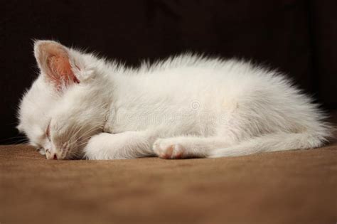 Sleeping White Kitten Stock Photo Image Of Kittycat 17915180