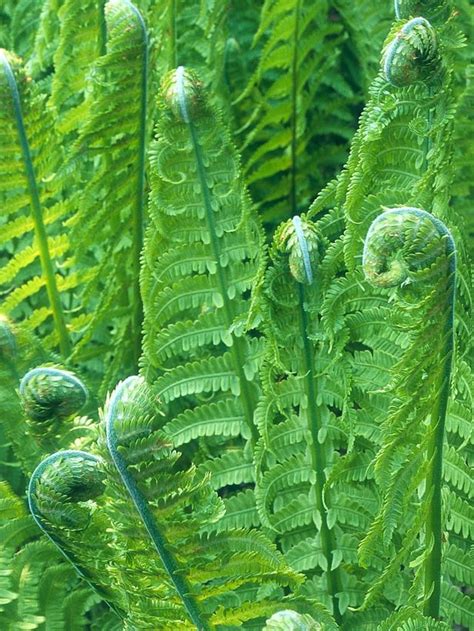 How To Grow Ferns In Water Home And Garden Reference
