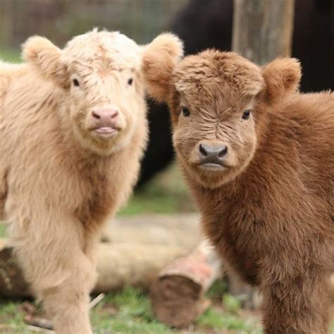 Cute Baby Highland Cattle Calves Baby Highland Cow Baby Farm Animals