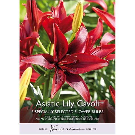 3 Asiatic Lily Cavoli Flower Bulbs Homebase