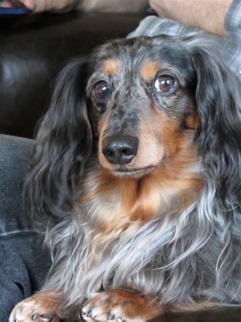 43 Miniature Dachshund Long Haired Dapple Photo Bleumoonproductions