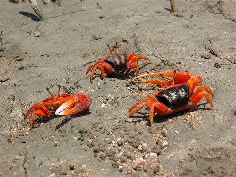 Fiddler Crabs Characteristics Nutrition Curiosities And More