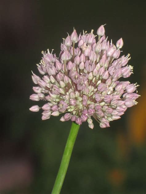 Bloom Free Stock Photo - Public Domain Pictures