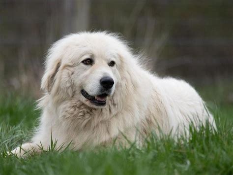 35 Breeds That Make The Best Guard Dogs Always Pets