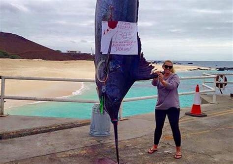 Angler Reels In World Record Breaking 1 305 Pound Blue Marlin Photos