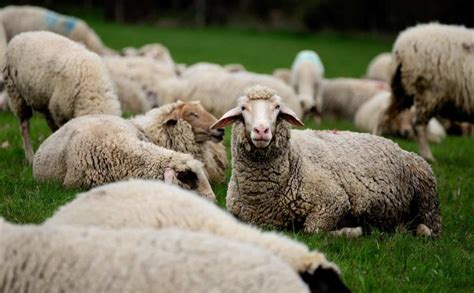 Sheep Farming In Australia Sheep Breeds Agri Farming