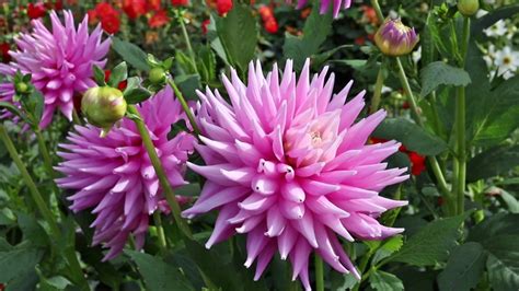Blumen sprechen alle sprachen und sind bei jedermann beliebt. Wunderschöne Blumen im Garten - YouTube