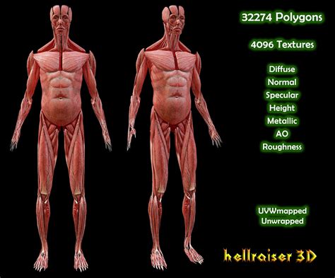 3d Model Human Muscular System Pbr Textured Vr Ar Low Poly