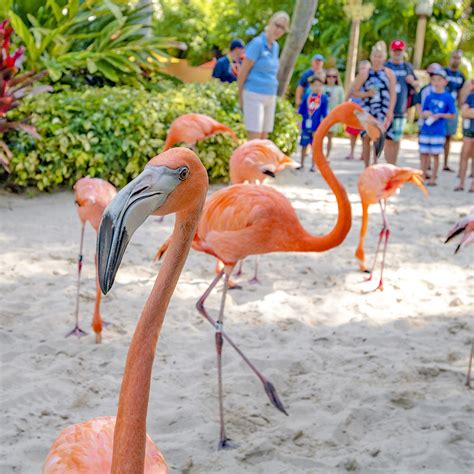 Watch full episodes of discovery shows, free with your tv subscription. Discovery Cove tickled pink with Flamboyance of Flamingos ...