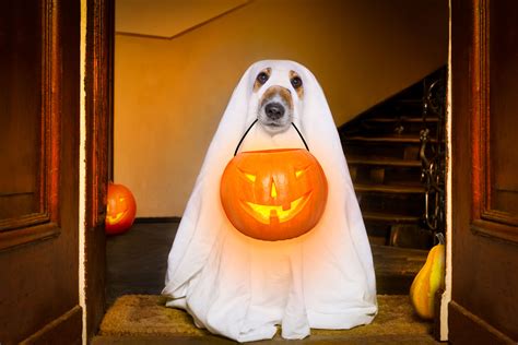 Dog Dressed Up For Halloween Best Decorations