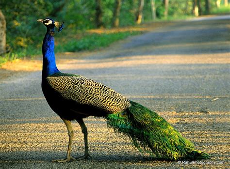 National Bird Of India • Rahul Photography Peacock Images Peacock