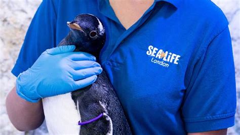 London Aquarium To Raise Genderless Penguin Cnn