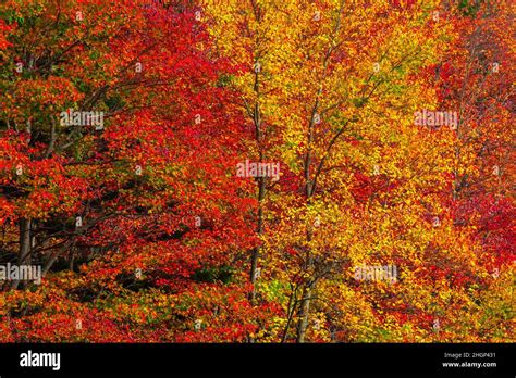 An Autumn Forest Of Northern Hardwood Trees In Pennsylvanias Pocono