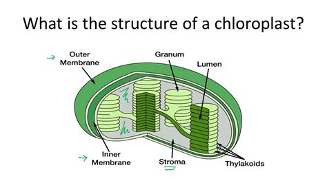 Structure Of The Chloroplast Youtube