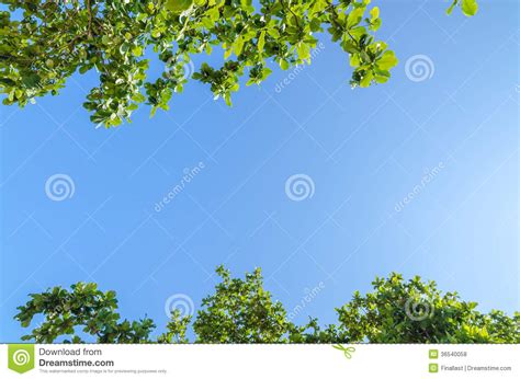 Tree Branches With Leaves Against Blue Sky Royalty Free