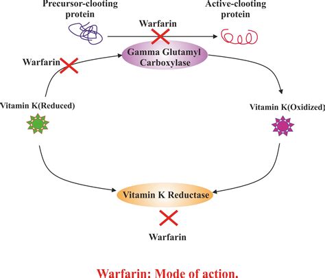 Warfarin Drugs Details