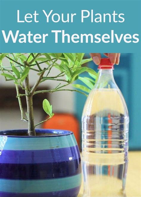 How To Water Your Plants While Youre Away Plants Water Plants Gardening Tips