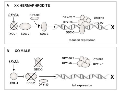 Model For The Sex Specific Assembly Of An X Chromosome Dosage
