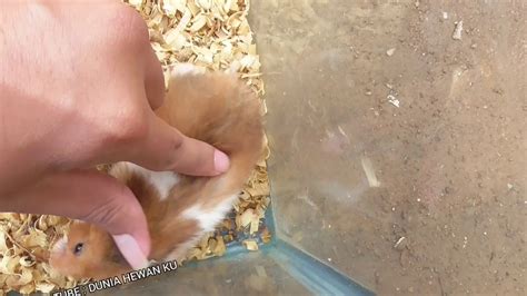 Play With Hamster Part 4 Youtube