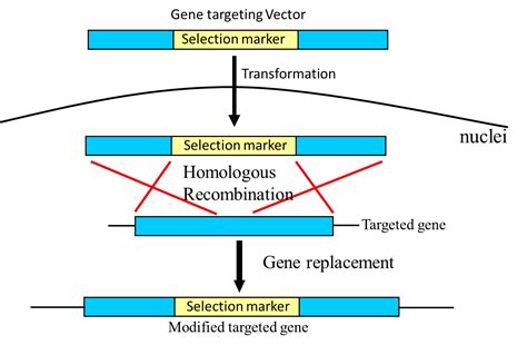Enhancement of Homologous Recombination Efficiency by Homologous