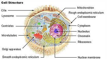 Use the following interactive animation of plant and animal cells to learn about their respective organelles. Autofagi - Wikipedia