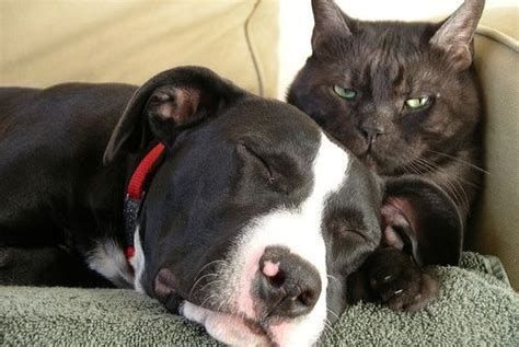 Dogs And Cats Cuddling 10 Photos A Dog Blog