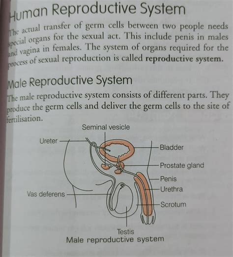 Diagram Of Male Reproductive System Class 10 Diagram Media