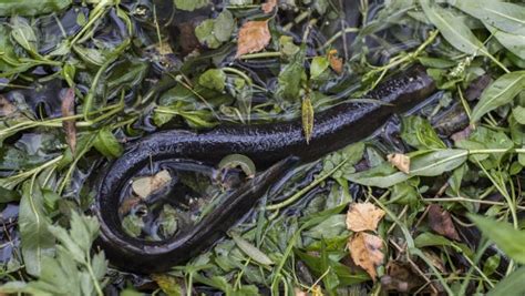 Is fine young criminals available on any streaming services in the uk? Cold storage firm admits poisoning 2000 eels in ...