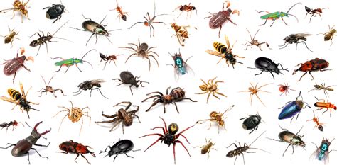 Top 10 Insecten Classics To Go