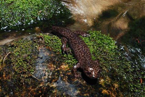 Idaho Giant Salamander Dicamptodon Aterrimus Idaho Fish And Game