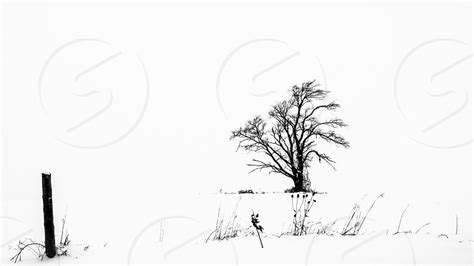 I Will Stand Creative Image Depicting A Lone Tree In The Middle Of A