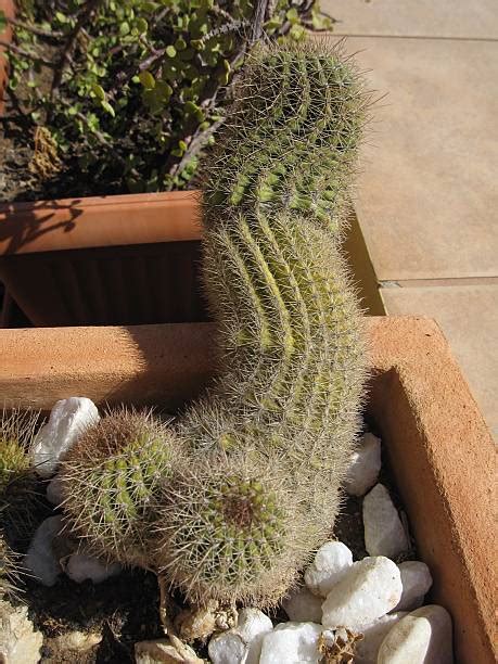Cactus Organo Tubular Imagenes Y Fotos De Istock