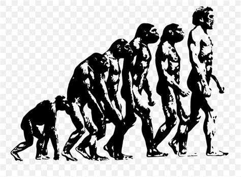 Ape Origin Of Modern Humans Human Evolution Introduction To Evolution