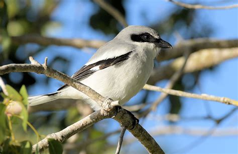 21 Gray Birds In North America Picture And Id Guide Bird Advisors