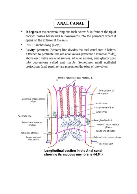 Anatomy Anal Canal Doc Docdroid