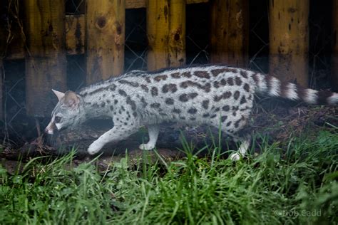 Pardine Genet Wingham 13 Oct 2014 Zoochat