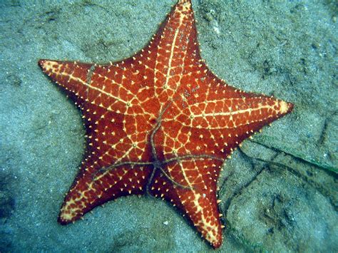 Sea Stars Disappear From Beach In Panama The Panama