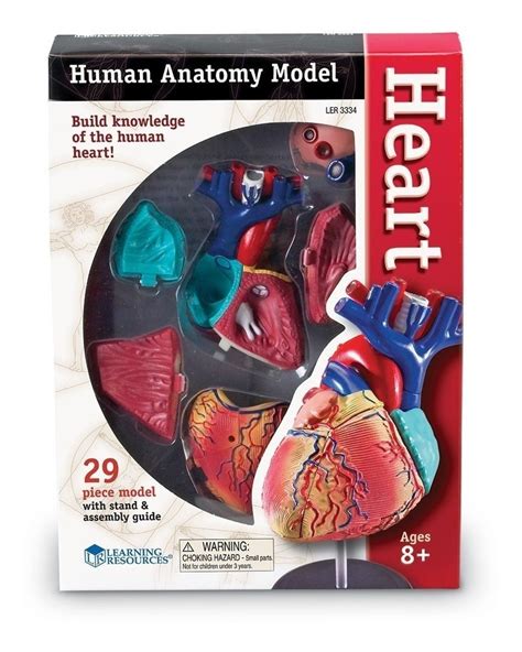 Modelo Corazón Humano Anatomía Figura Juego Didáctico 29 Pzs Mercado