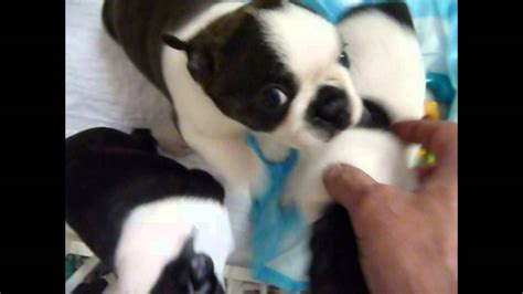 Pupdate6 Belly Rubs For Boston Terrier Pups Youtube