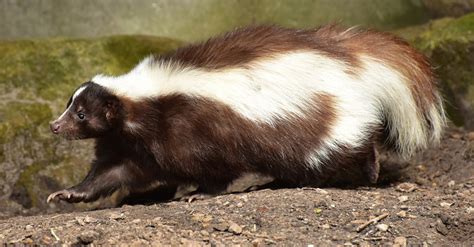 Skunks Can Dance On Their Front Paws And Heres Proof The Animal