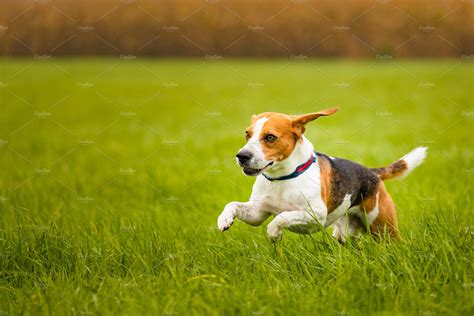 Happy Beagle Dog Running In Autumn High Quality Animal Stock Photos
