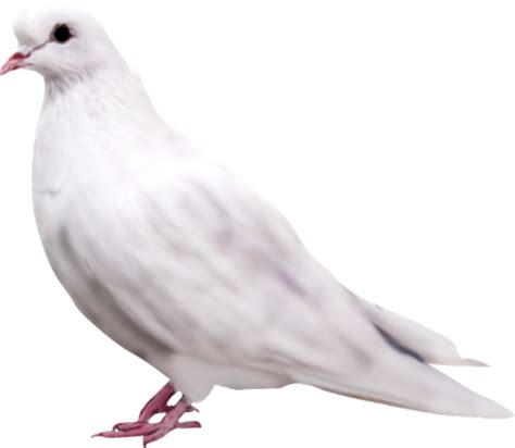 Pigeon Png Transparent Image Download Size 500x435px
