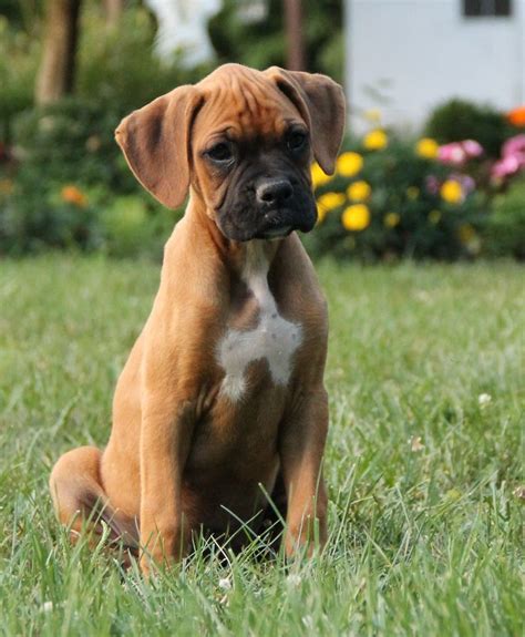 Miniature Boxer Puppies For Sale