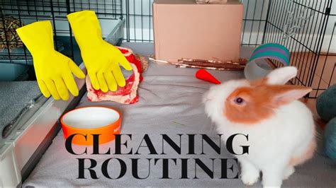 Rabbit Cage Cleaning Routine Updated Youtube