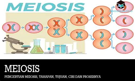 Pendidikan formal terdiri dari pendidikan formal berstatus negeri dan pendidikan formal berstatus swasta. Pengertian Meiosis, Tahapan, Tujuan, Ciri dan Prosesnya