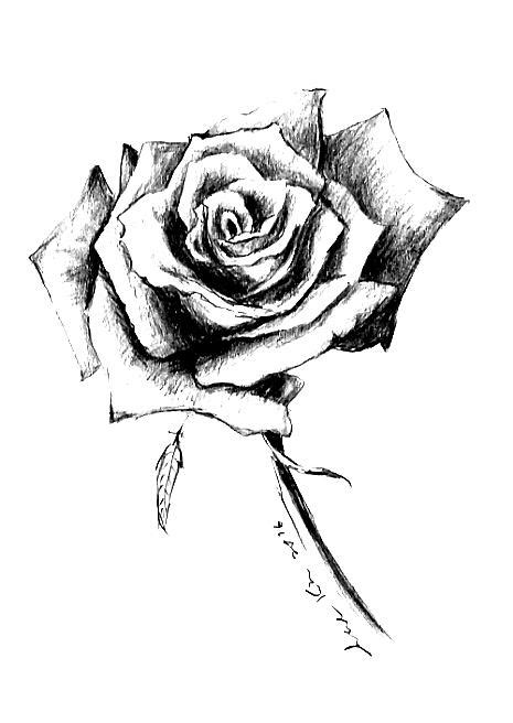 Single Rose Drawing By Hae Kim Fine Art America