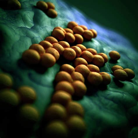Mrsa is a type of bacteria that's resistant to several widely used antibiotics. Mrsa Bacteria Photograph by Sebastian Kaulitzki/science ...