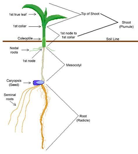 Diagram Of Maize Seedling Parts Download Scientific Diagram