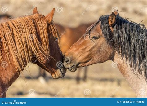 Pair Of Wild Horse Stallions Stock Photo Image Of Freedom Horses