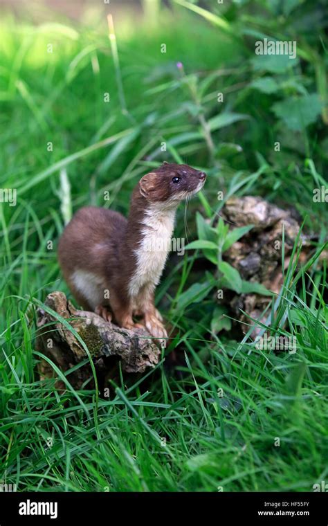 Stoat Short Tailed Weasel Mustela Erminea Adult Alert Surrey